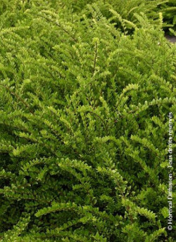 LONICERA nitida MAIGRUN