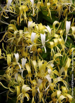 LONICERA similis DELAVAYI
