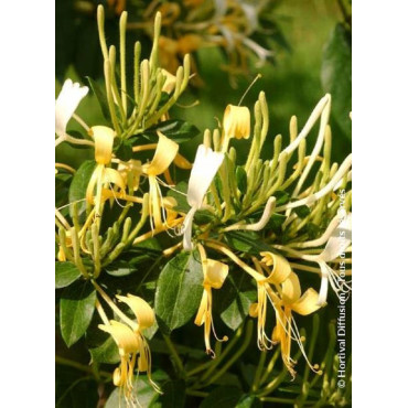 LONICERA similis var.DELAVAYI (Chèvrefeuille similis de Delavay)