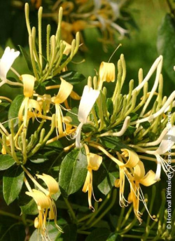 LONICERA similis DELAVAYI