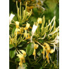 LONICERA similis var.DELAVAYI (Chèvrefeuille similis de Delavay)