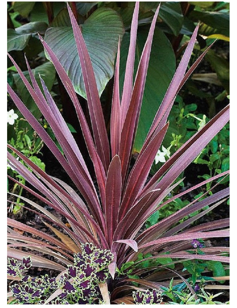 CORDYLINE australis RED STAR (Cordyline)