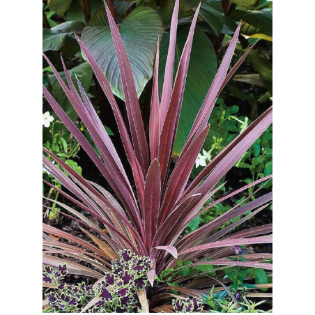 CORDYLINE australis RED STAR (Cordyline)