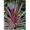 CORDYLINE australis RED STAR (Cordyline)