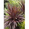 CORDYLINE australis RED STAR (Cordyline)