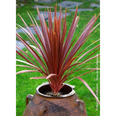 CORDYLINE australis RED STAR (Cordyline)