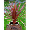 CORDYLINE australis RED STAR (Cordyline)