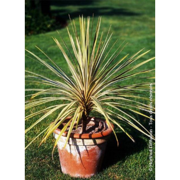 CORDYLINE australis TORBAY DAZZLER (Cordyline)