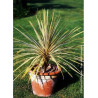 CORDYLINE australis TORBAY DAZZLER (Cordyline)