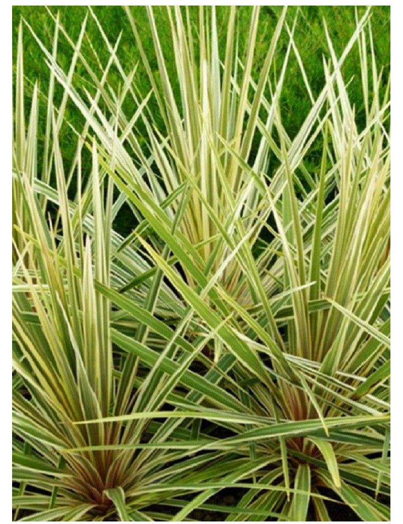 CORDYLINE australis TORBAY DAZZLER (Cordyline)