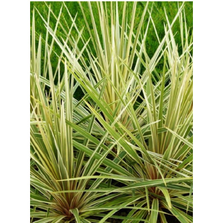 CORDYLINE australis TORBAY DAZZLER (Cordyline)