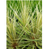 CORDYLINE australis TORBAY DAZZLER (Cordyline)