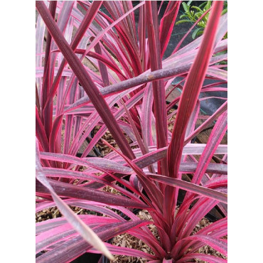 CORDYLINE PINK PASSION cov (Cordyline)