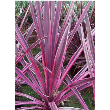 CORDYLINE PINK PASSION cov (Cordyline)