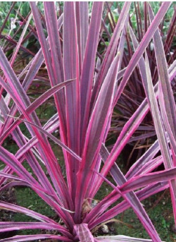 CORDYLINE PINK PASSION