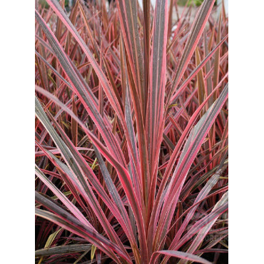 CORDYLINE SOUTHERN SPLENDOUR (Cordyline)