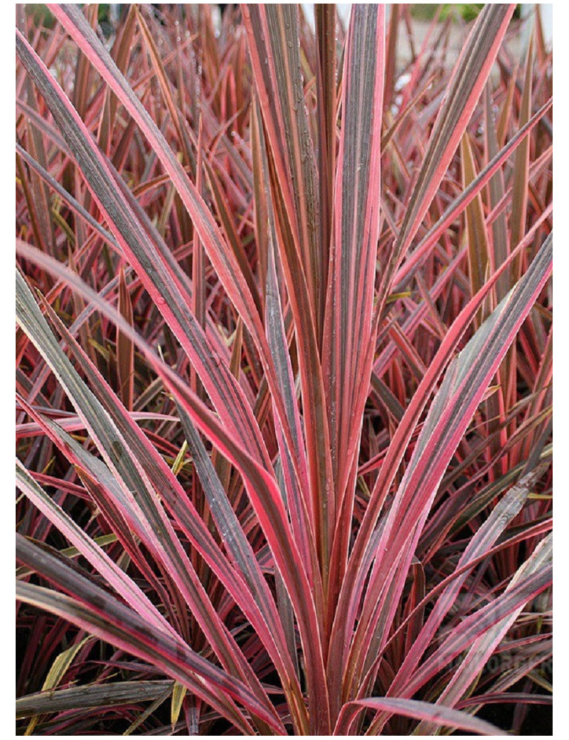 CORDYLINE SOUTHERN SPLENDOUR (Cordyline)