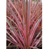 CORDYLINE SOUTHERN SPLENDOUR (Cordyline)