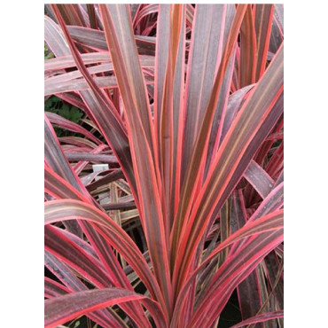 CORDYLINE SOUTHERN SPLENDOUR (Cordyline)