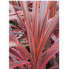 CORDYLINE SOUTHERN SPLENDOUR (Cordyline)