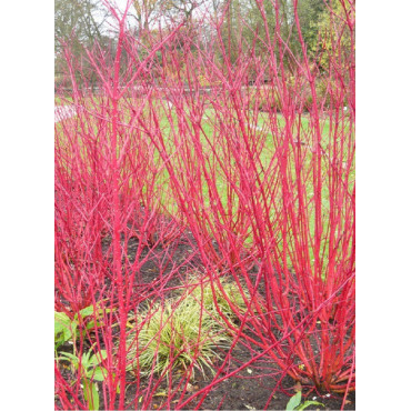 CORNUS alba (Cornouiller blanc)