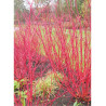 CORNUS alba (Cornouiller blanc)