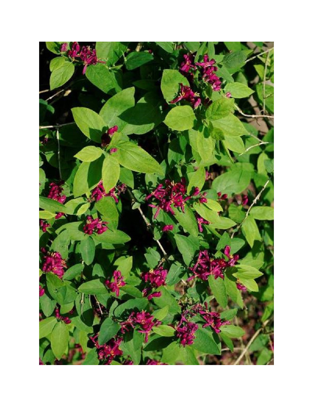 LONICERA tatarica HACK'S RED