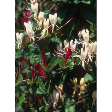 LONICERA japonica var.chinensis (Chèvrefeuille grimpant)