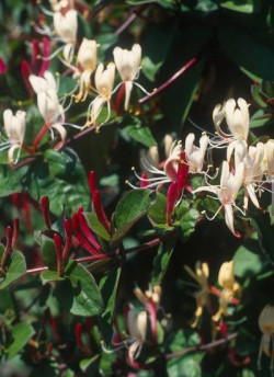 LONICERA japonica chinensis