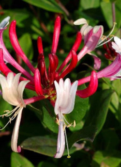 LONICERA japonica chinensis