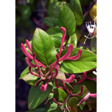 LONICERA japonica var.chinensis (Chèvrefeuille grimpant)