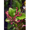 LONICERA japonica var.chinensis (Chèvrefeuille grimpant)