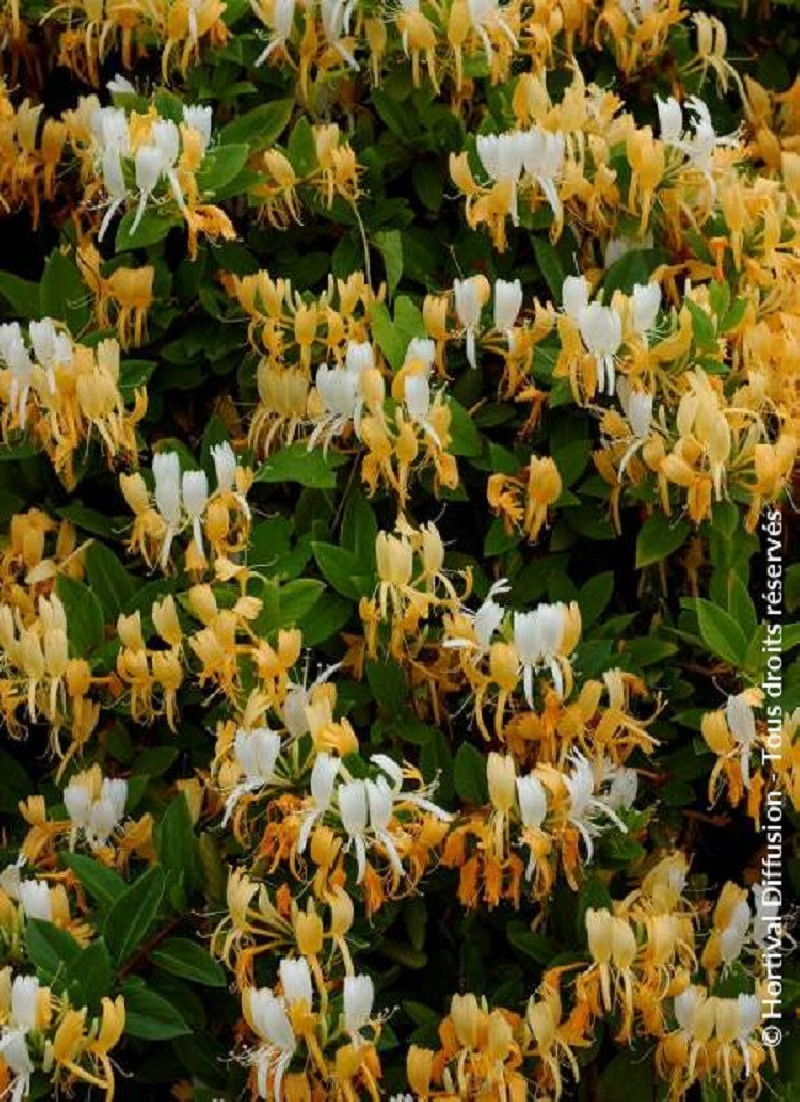 LONICERA japonica HALLIANA