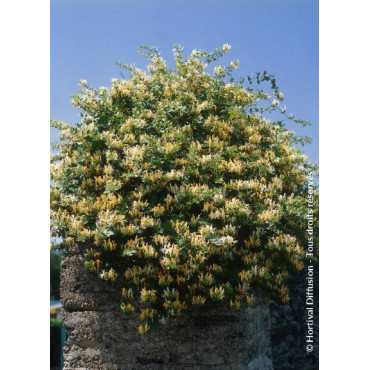 LONICERA japonica HALLIANA (Chèvrefeuille grimpant)