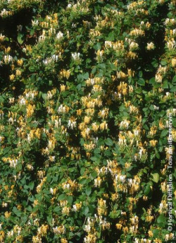 LONICERA japonica HALLIANA