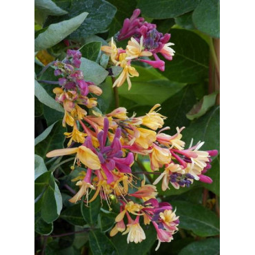 LONICERA heckrottii GOLDFLAME (Chèvrefeuille grimpant)