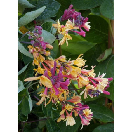 LONICERA heckrottii GOLDFLAME (Chèvrefeuille grimpant)