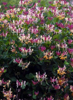 LONICERA heckrottii GOLDFLAME