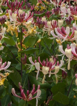 LONICERA heckrottii GOLDFLAME
