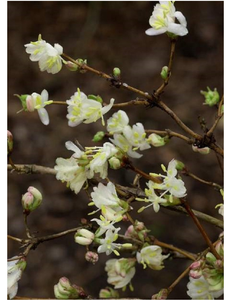 LONICERA fragrantissima (Chèvrefeuille arbustif parfumé)