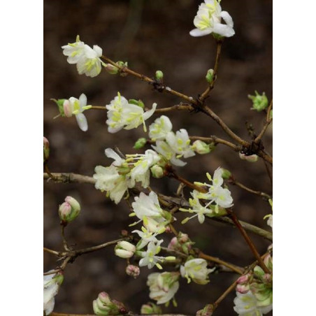 LONICERA fragrantissima (Chèvrefeuille arbustif parfumé)