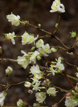 LONICERA fragrantissima