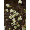 LONICERA fragrantissima (Chèvrefeuille arbustif parfumé)