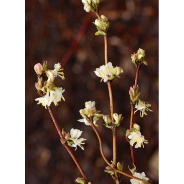 LONICERA fragrantissima (Chèvrefeuille arbustif parfumé)