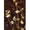 LONICERA fragrantissima (Chèvrefeuille arbustif parfumé)