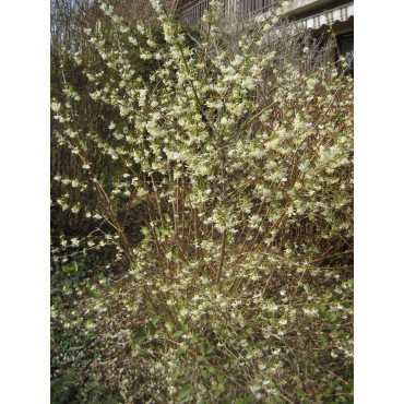 LONICERA fragrantissima (Chèvrefeuille arbustif parfumé)