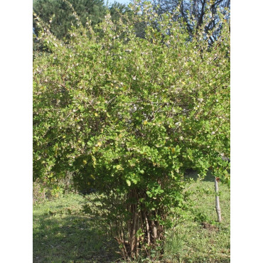 LONICERA fragrantissima (Chèvrefeuille arbustif parfumé)