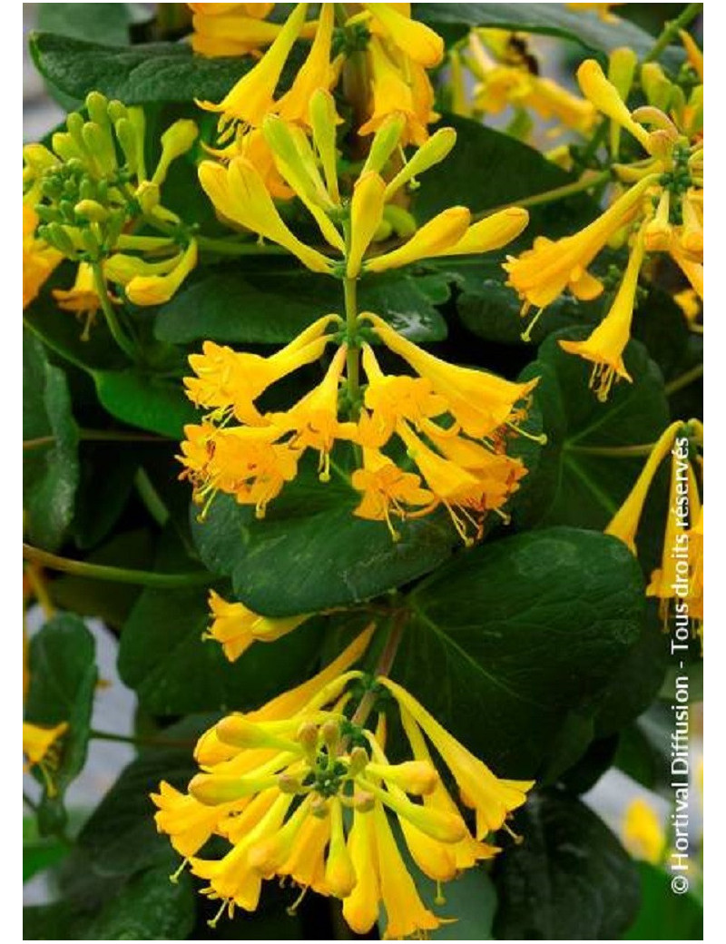 LONICERA brownii GOLDEN TRUMPET® (Chèvrefeuille grimpant)