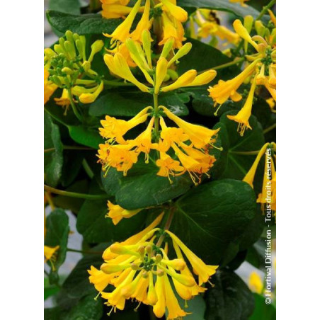 LONICERA brownii GOLDEN TRUMPET® (Chèvrefeuille grimpant)