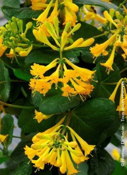 LONICERA brownii GOLDEN TRUMPET